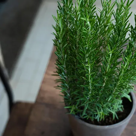 Terrazza Teodorico Apartament *