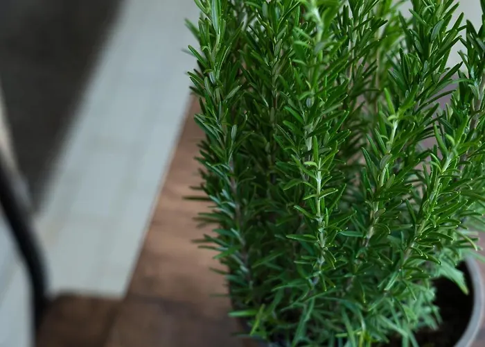 Terrazza Teodorico Appartamento *